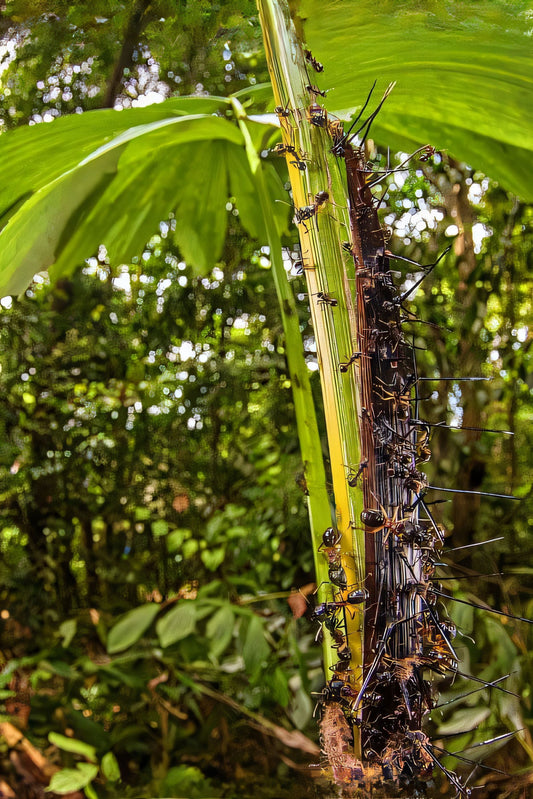 Korthalsia robusta