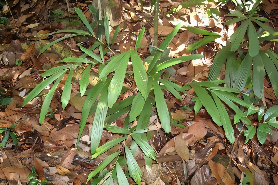 Korthalsia rostrata