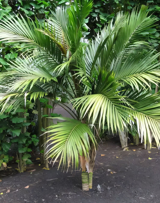 Laccospadix australasica