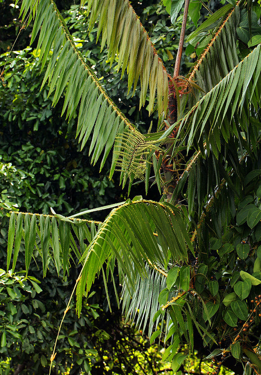 Laccosperma acutiflorum