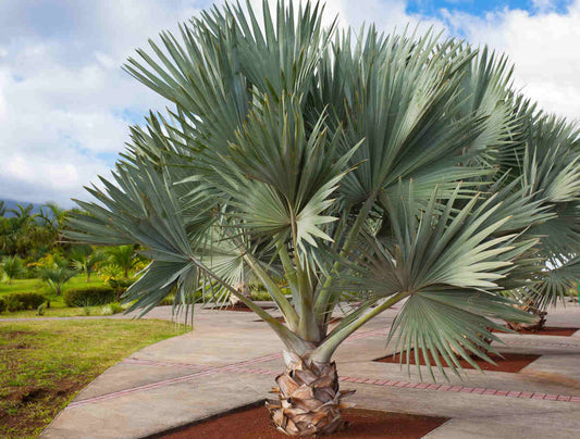 Latania loddigesii (Blue Latan Palm
