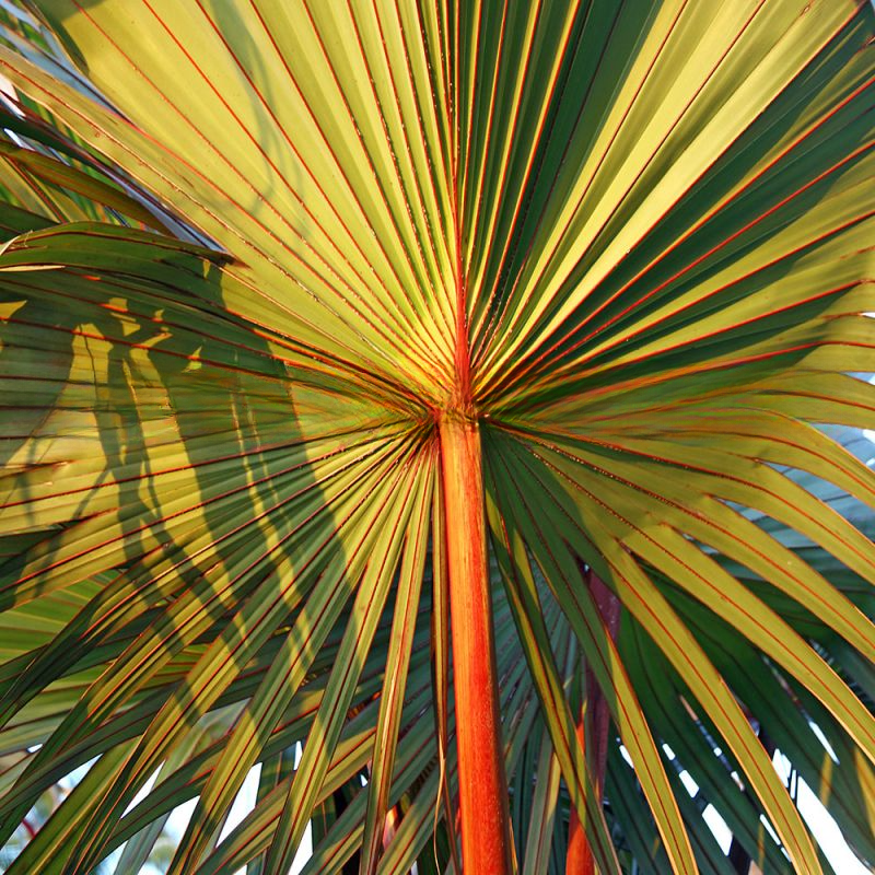 Latania lontaroides