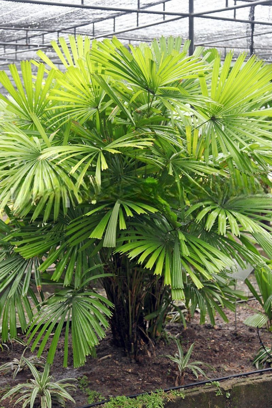 Licuala glabra