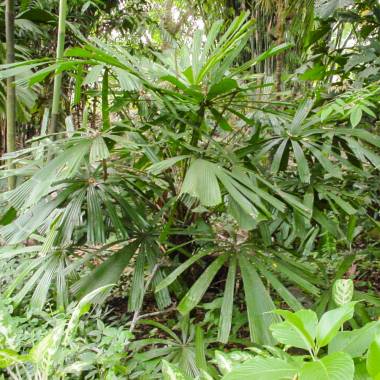 Licuala peekelii