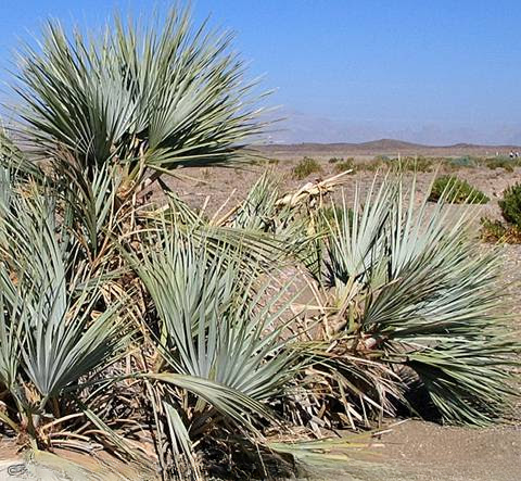 Nannorrhops ritchiana