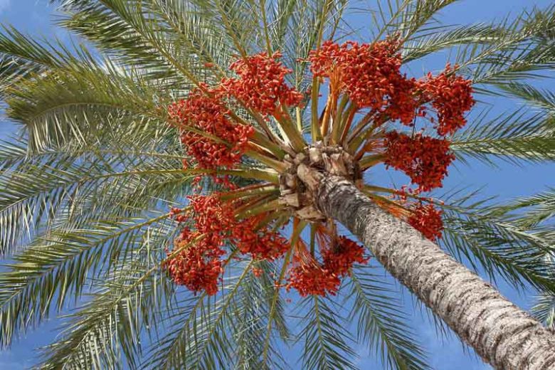 Phoenix dactylifera The True Date Palm