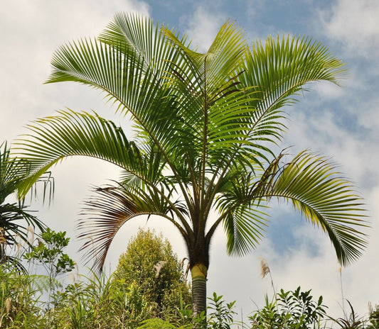 Pigafetta filaris The Thread Palm 