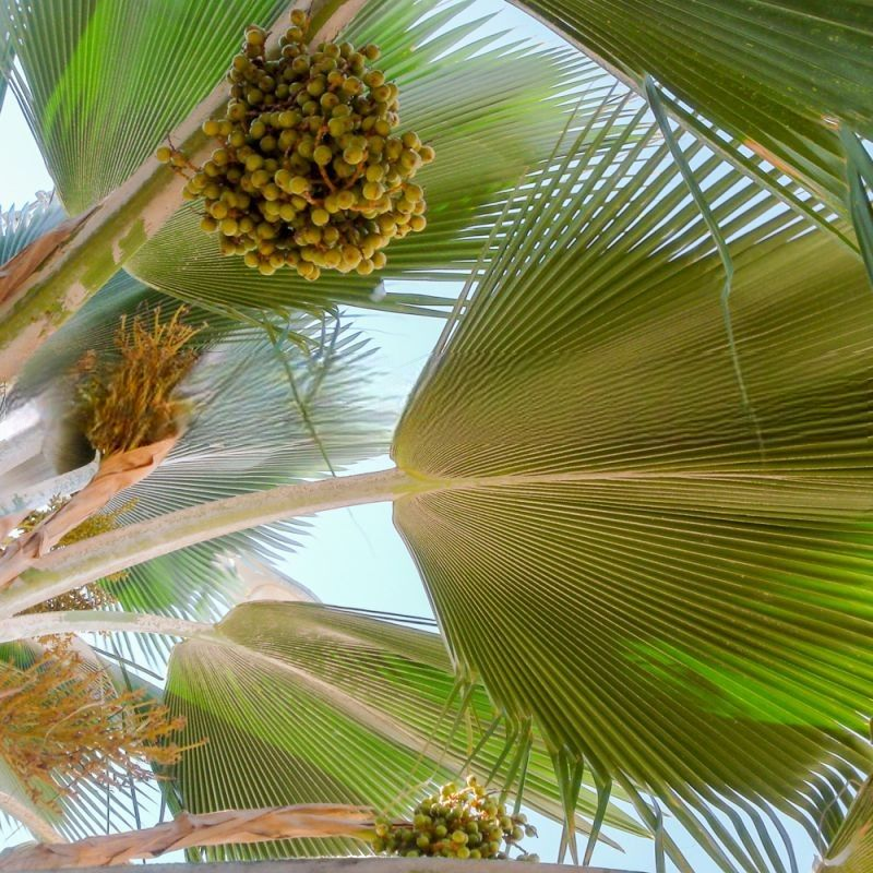 Pritchardia pacifica  Fiji Fan Palm