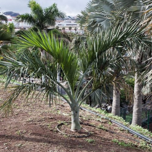 Pseudophoenix sargentii