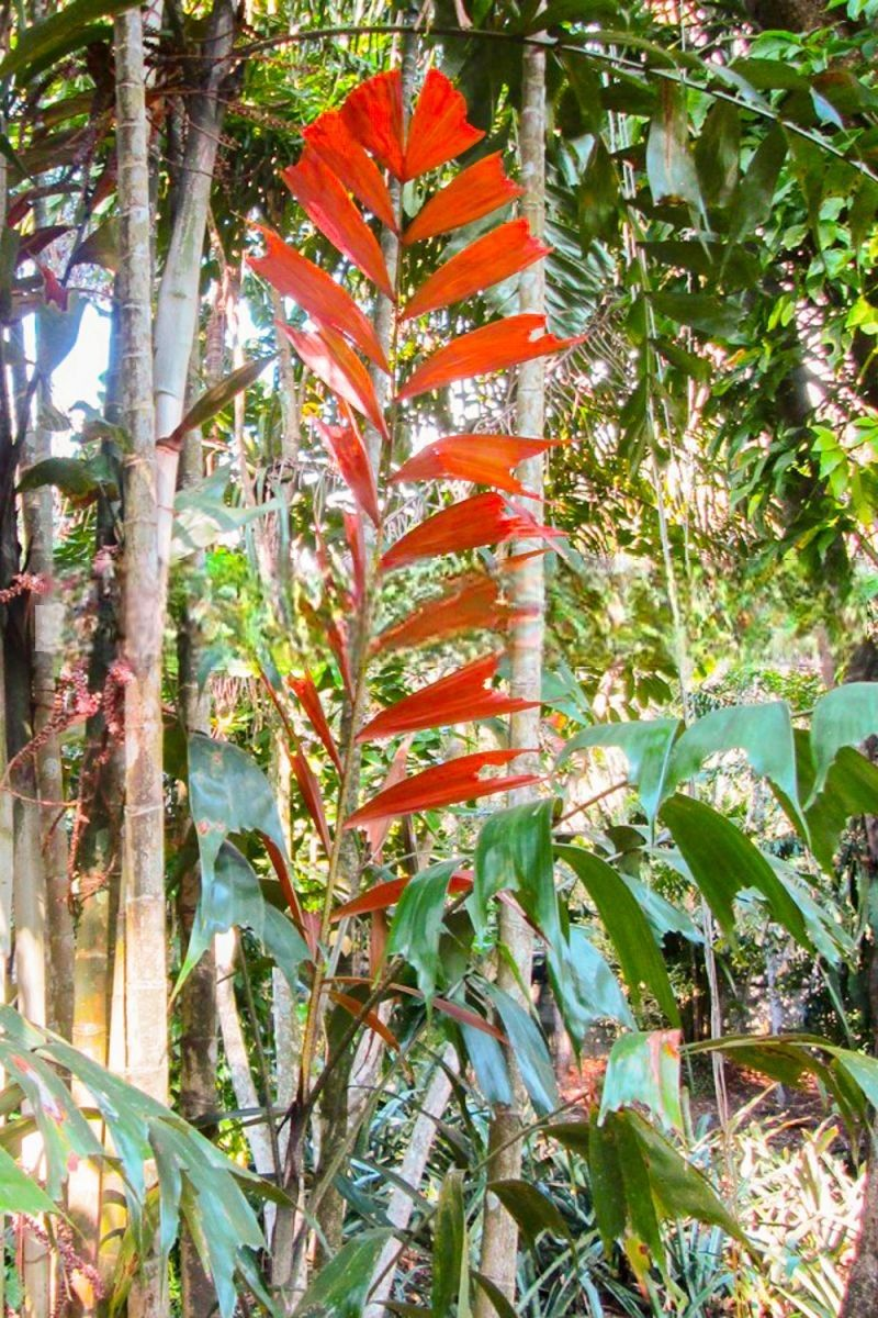Ptychosperma burretianum: A comprehensive Growing Guide for Enthusiasts & Collectors.