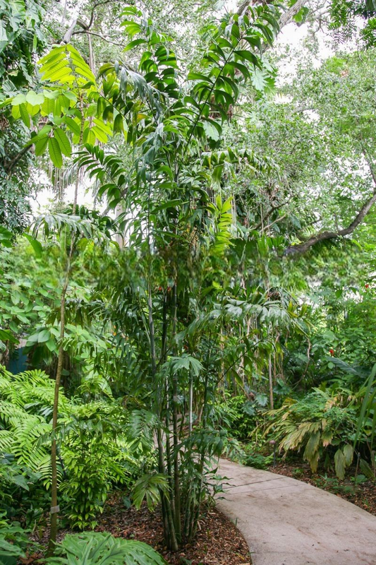 Ptychosperma furcatum