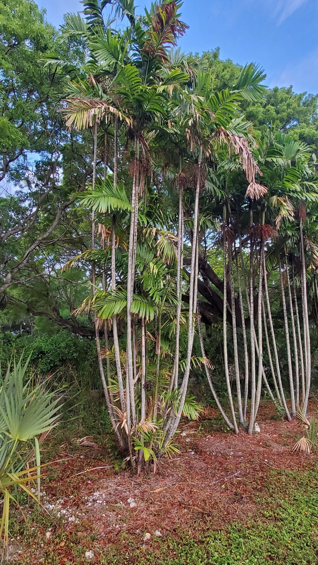 Ptychosperma lineare