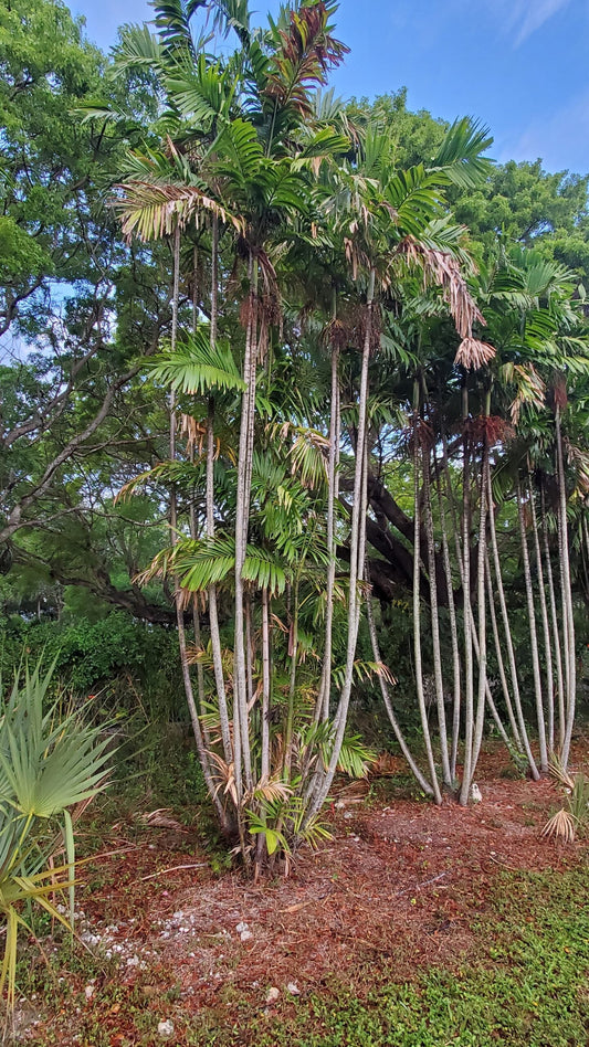 Ptychosperma lineare