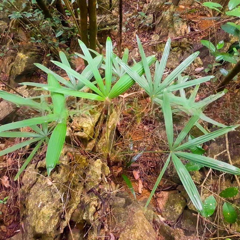 Rhapis micrantha