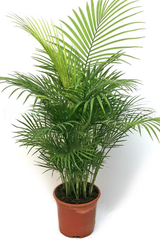 Rhopaloblaste ceramica