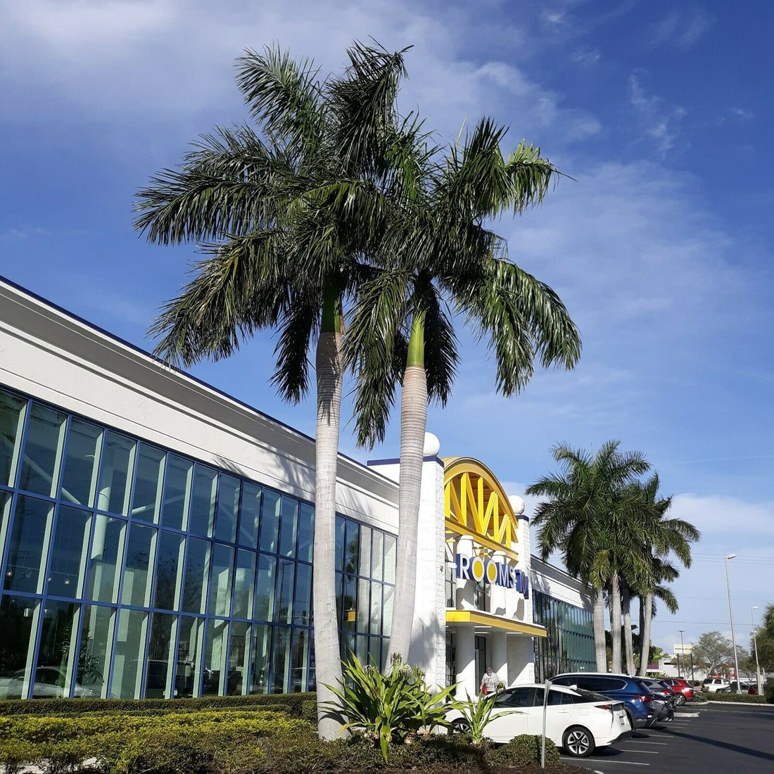 Growing the Cuban Royal Palm (Roystonea regia) – A Practical Guide