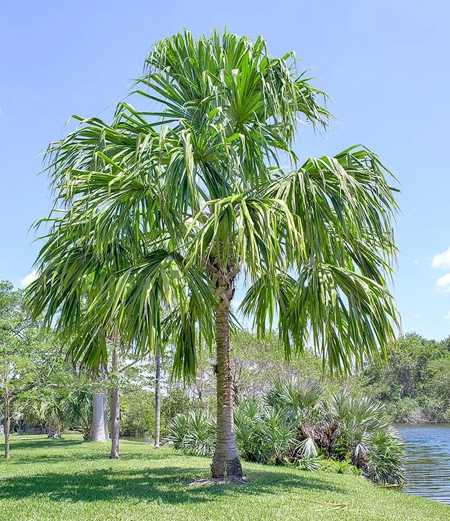 Sabal mauritiiformis