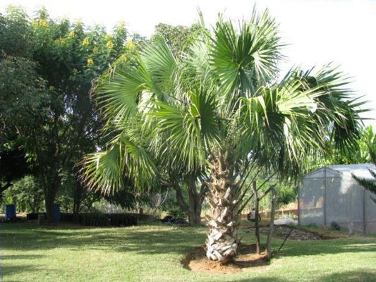Sabal mexicana The Mexican Palmetto
