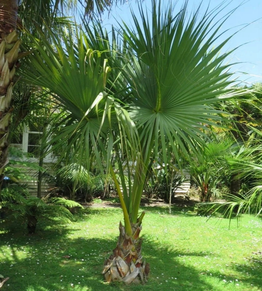 Sabal minor The Dwarf Palmetto