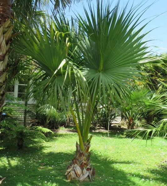 Sabal minor The Dwarf Palmetto