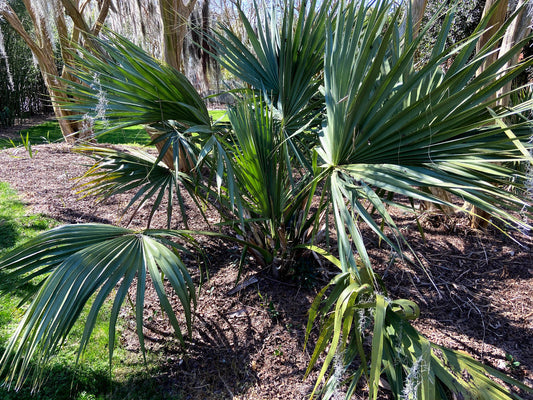 Sabal sp. Tamaulipas