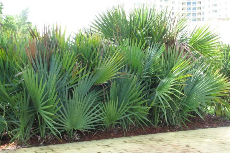 Serenoa repens (Saw Palmetto)