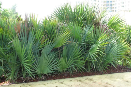 Serenoa repens (Saw Palmetto)