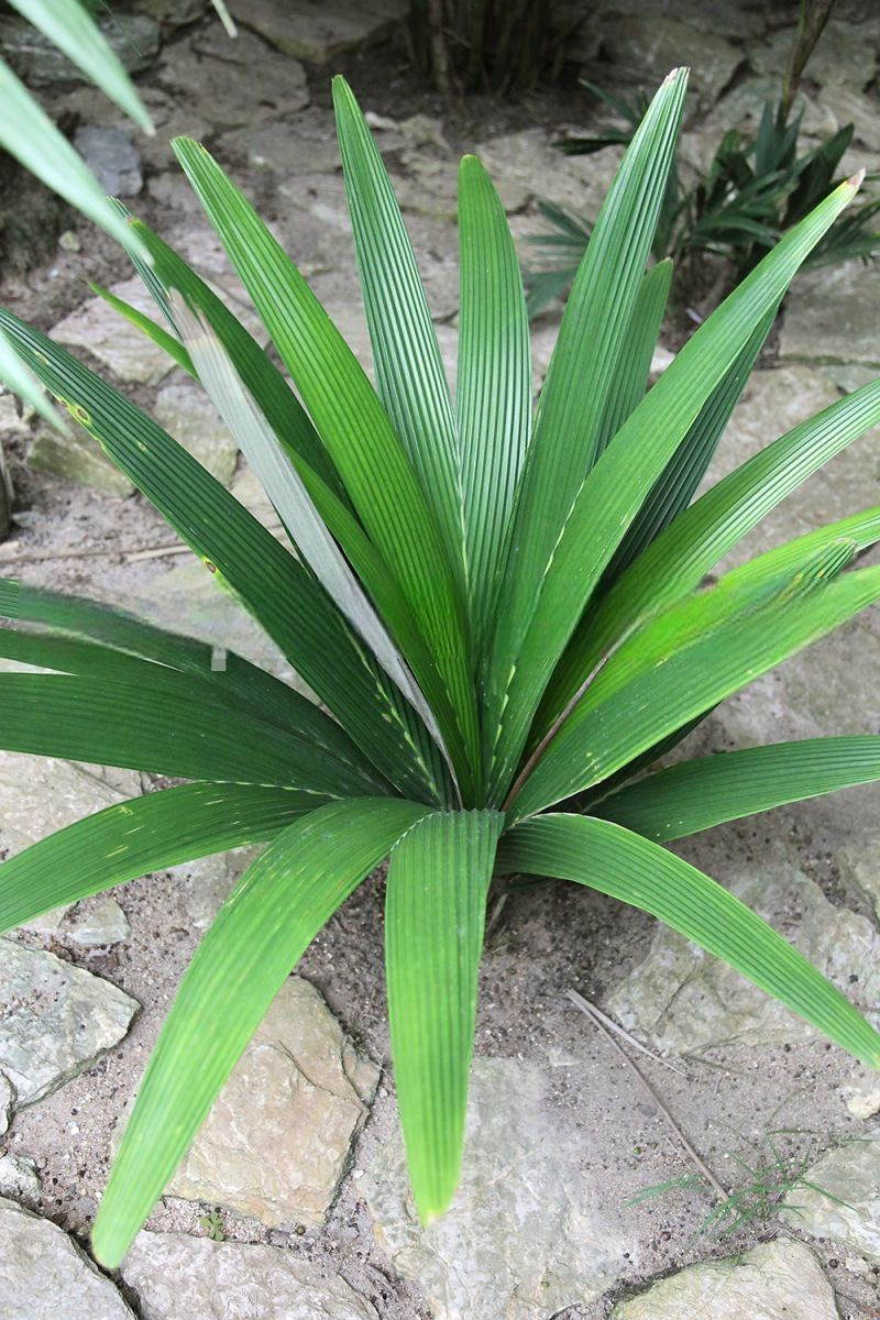 Sommieria leucophylla