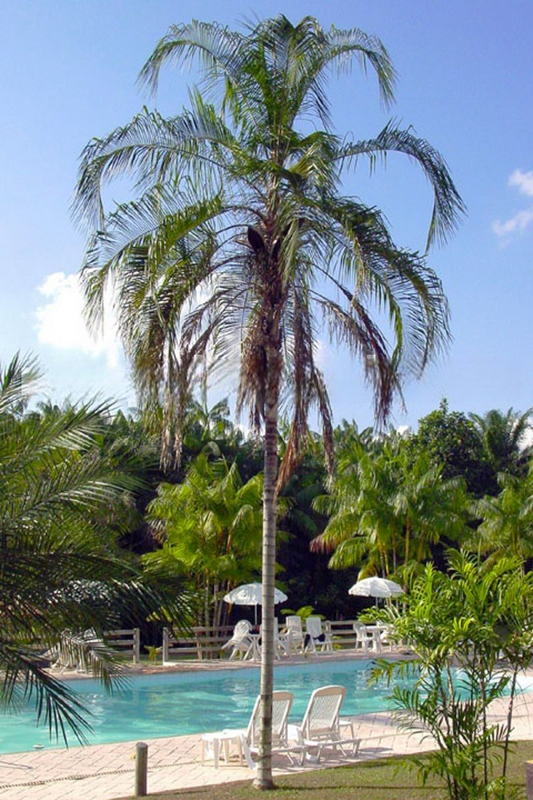 Syagrus botryophora (Pati Palm)