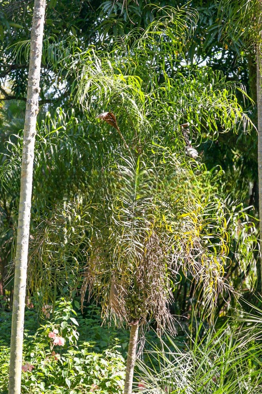 Syagrus cocoides