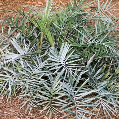 Syagrus microphylla