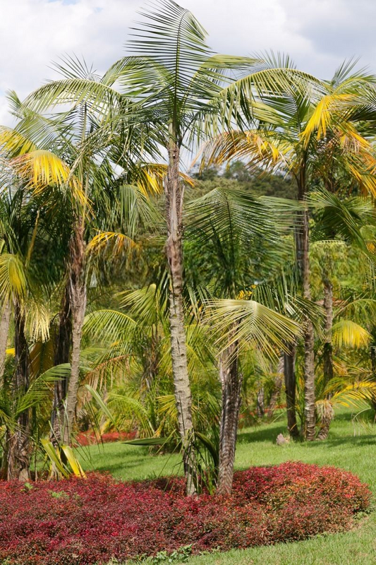 Syagrus ruschiana  Rock Coconut