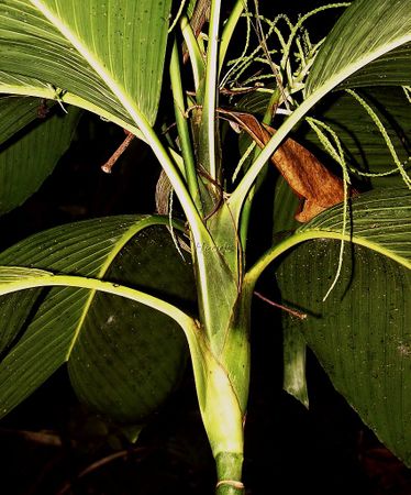 Synechanthus fibrosus