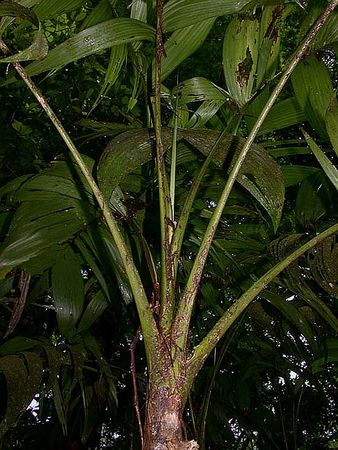 Synechanthus warscewiczianus Warscewicz's Palm