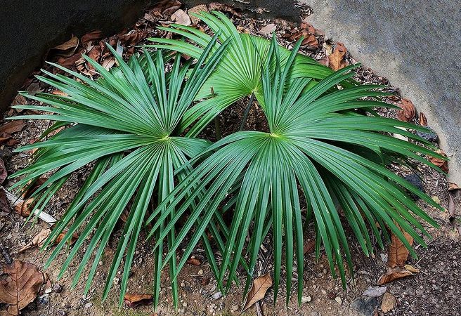 Tahina spectabilis (Tahina Palm