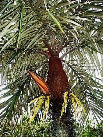 Tectiphiala ferox (Macaw Palm)