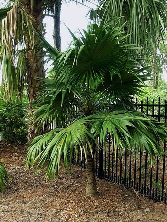 Thrinax excelsa Jamaican Thatch Palm
