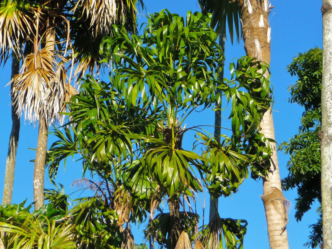 Thrinax parviflora (Mountain Thatch Palm)