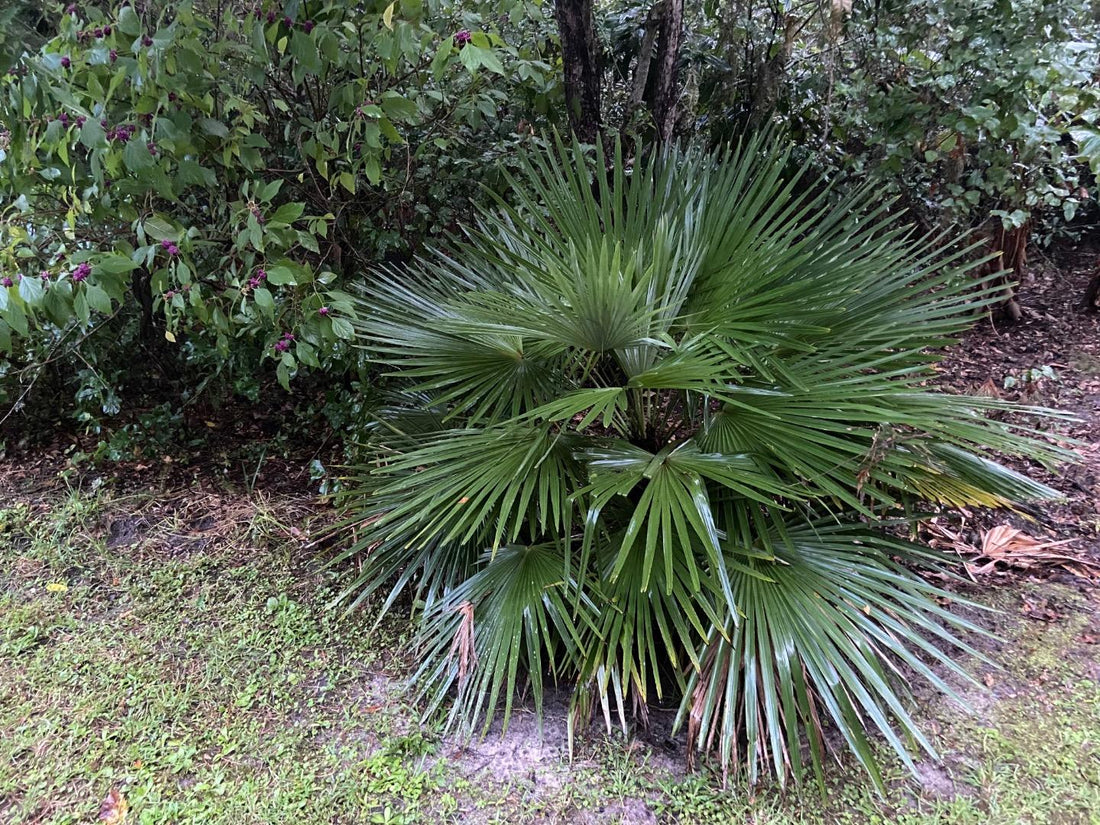 Trachycarpus nanus The Dwarf Windmill Palm 