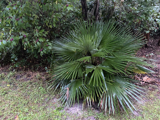 Trachycarpus nanus The Dwarf Windmill Palm 