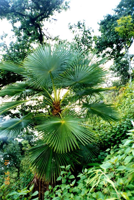 Trachycarpus oreophilus The Thai Mountain Windmill Palm 
