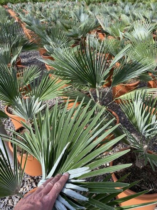 Trachycarpus princeps