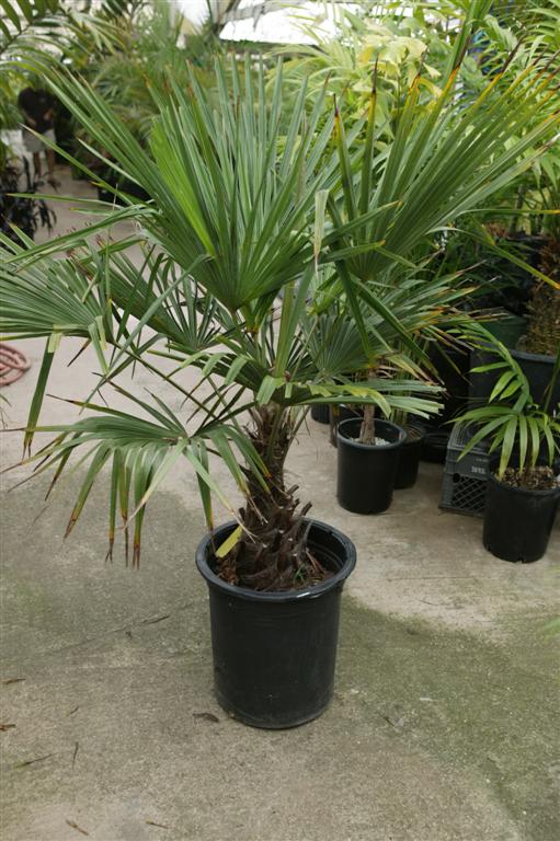 Trachycarpus takil