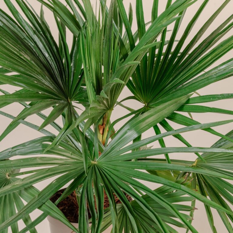 Trithrinax acanthocoma (Spiny Fiber Palm)