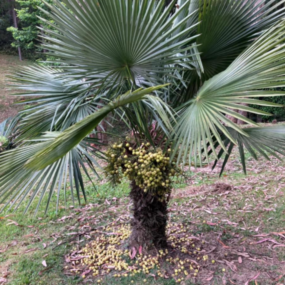 Trithrinax brasiliensis