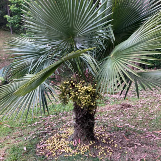 Trithrinax brasiliensis