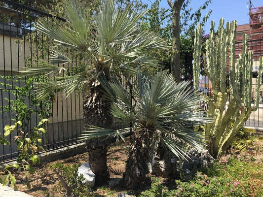 Trithrinax campestris