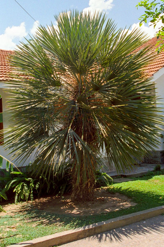 Trithrinax schizophylla