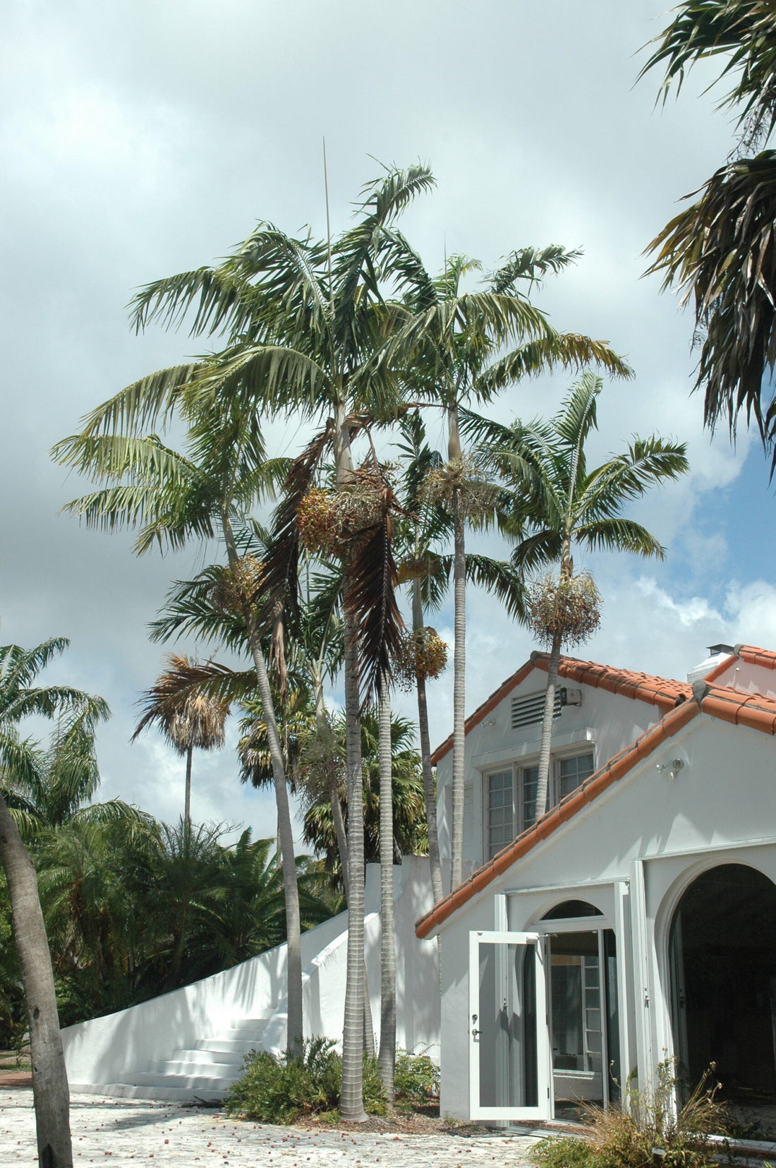 Veitchia arecina  (Montgomery Palm): A comprehensive Growing Guide for Enthusiasts &  Collectors.