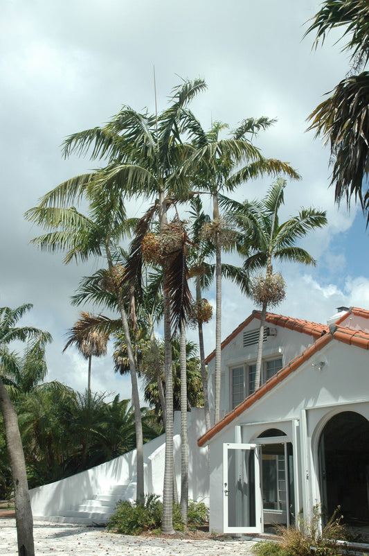 Veitchia arecina (Montgomery Palm): A comprehensive Growing Guide for Enthusiasts & Collectors.